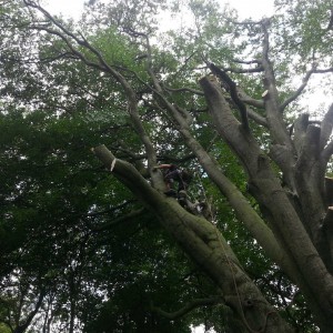 Beech tree removal at benthal