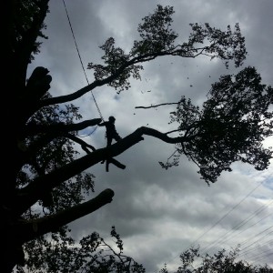 Beech tree removal at benthal2
