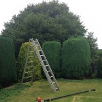 hedge3